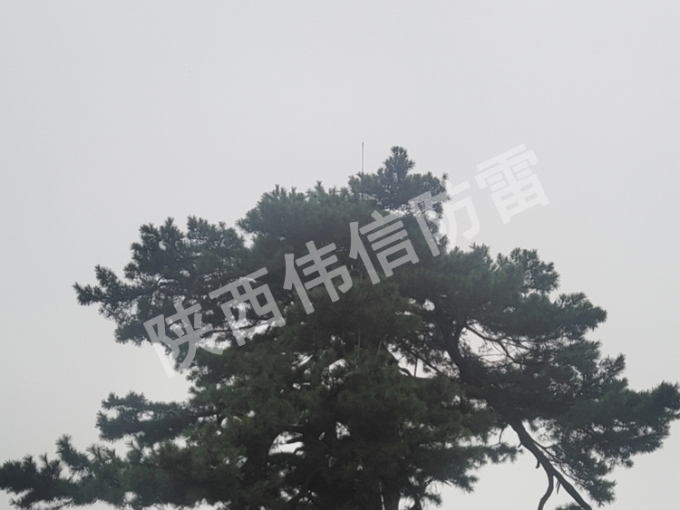 西安翠華山景區(qū)古樹避雷針安裝現場2